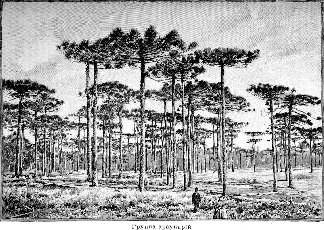 217 Группа араукарий